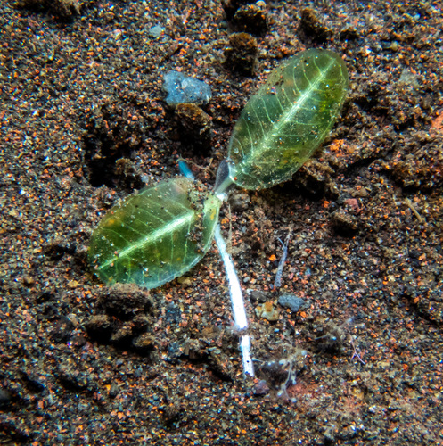 Seagrass (Halophila ovalis)