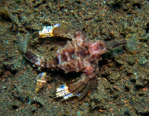 Dragon Seamoth (Eurypegasus draconis)