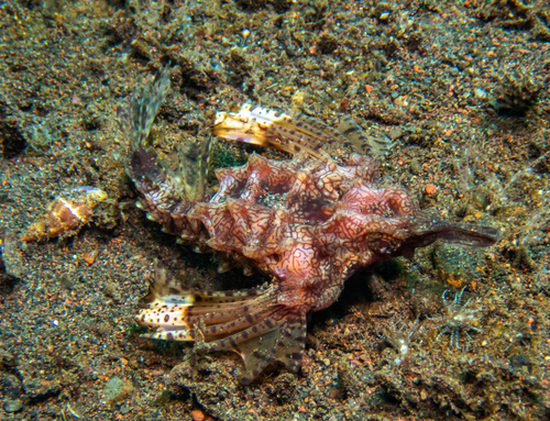 Dragon Seamoth (Eurypegasus draconis)