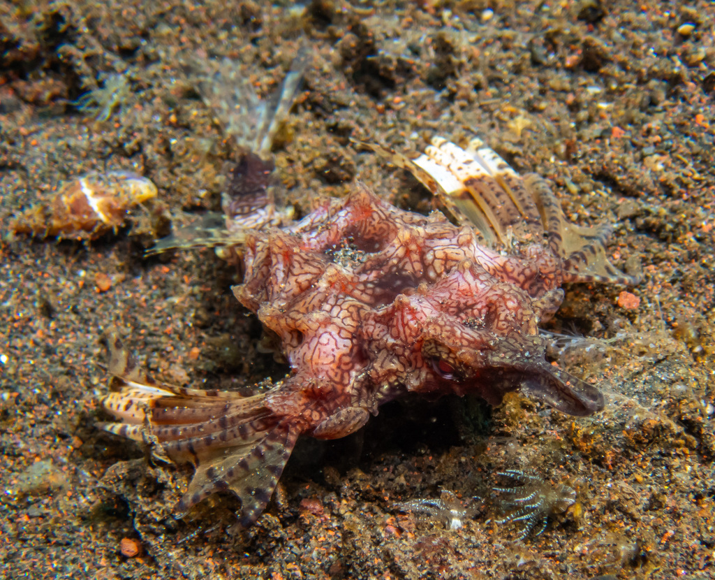 Short dragonfish