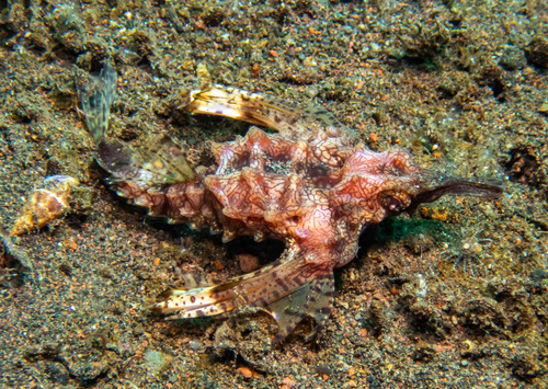 Dragon Seamoth (Eurypegasus draconis)