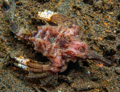 Dragon Seamoth (Eurypegasus draconis)