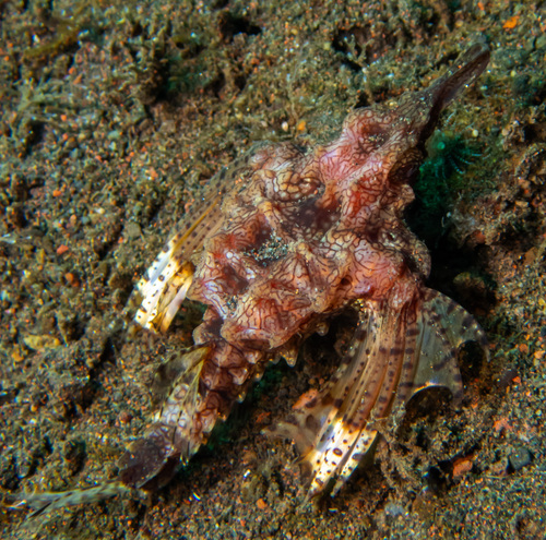Dragon Seamoth (Eurypegasus draconis)