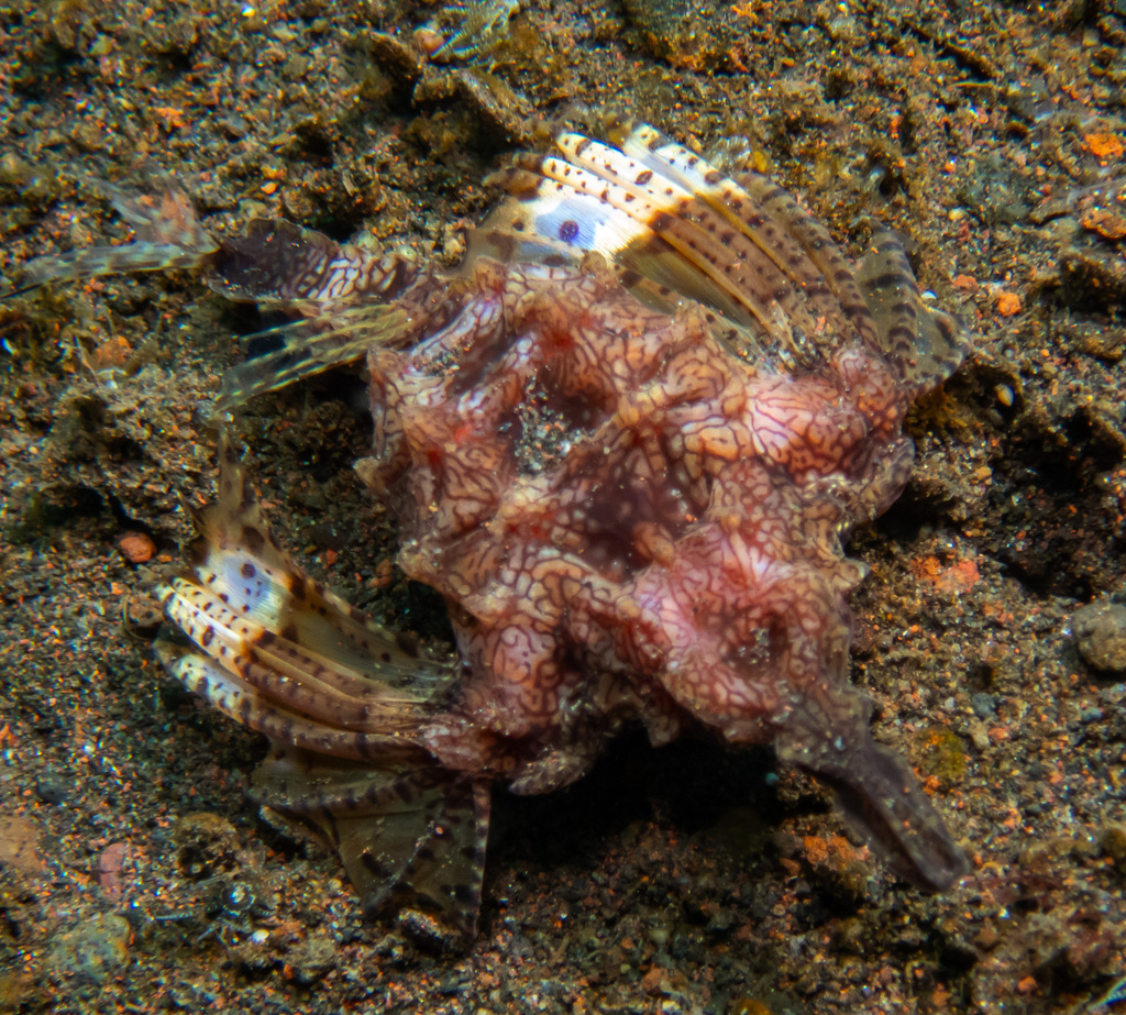 Dragon Seamoth (Eurypegasus draconis) — recorded at Baracuda Point