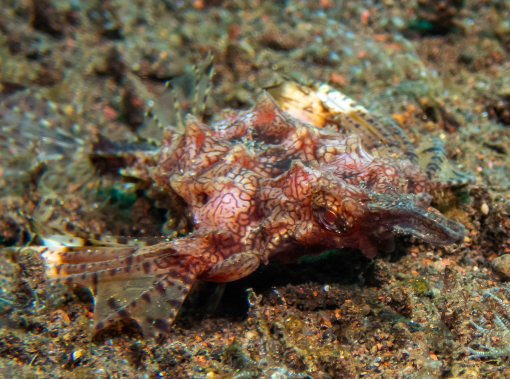 Dragon Seamoth (Eurypegasus draconis) — recorded at Batu Dawa