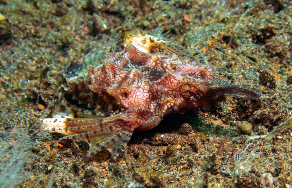 Dragon Seamoth (Eurypegasus draconis) — recorded at Kubu