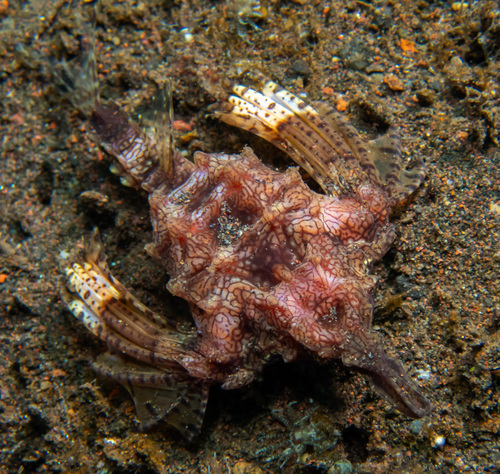 Dragon Seamoth (Eurypegasus draconis)