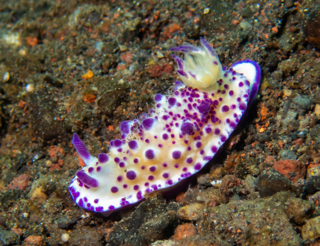 Beau Vallon Magnificent Slug