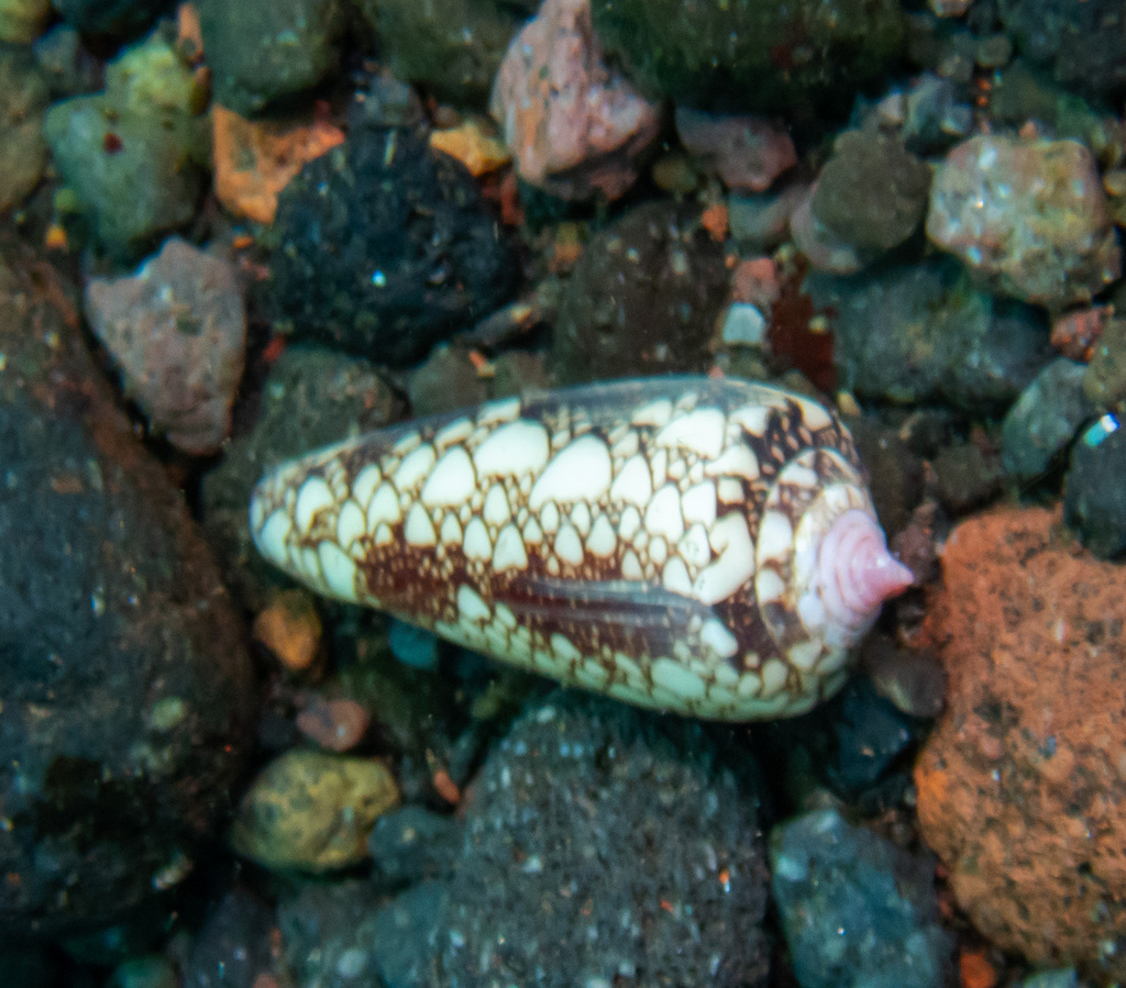Omaria cone