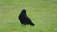 Corvus corone