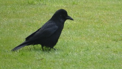 Corvus corone