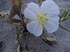Oenothera deltoides
