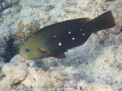 Indian Bullethead Parrotfish