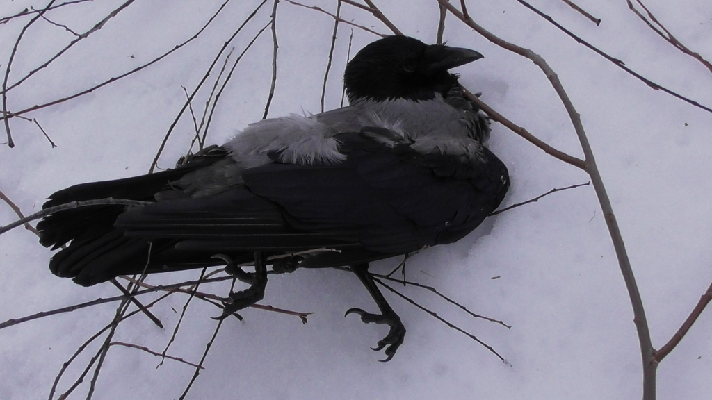 January Crow Hooded Crow from Великий Новгород, Новгородская обл., Россия on January ...