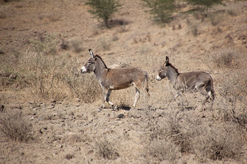 Donkey
