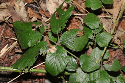 Image of Rubus subtercanens by no rights reserved