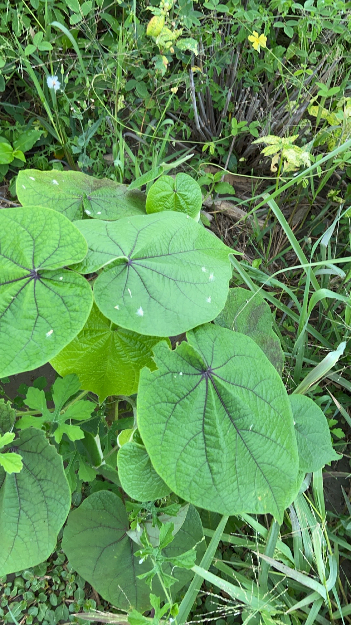 Piper auritum