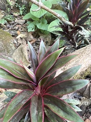 Cordyline fruticosa image