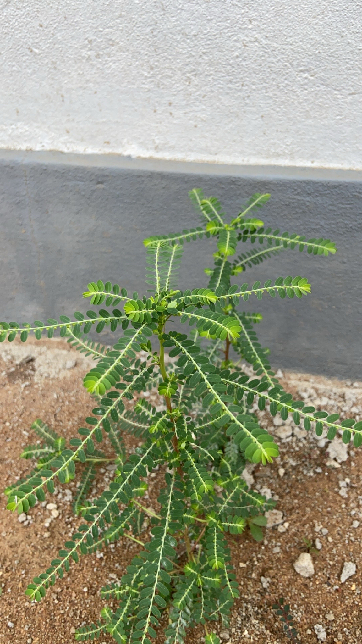 Phyllanthus urinaria