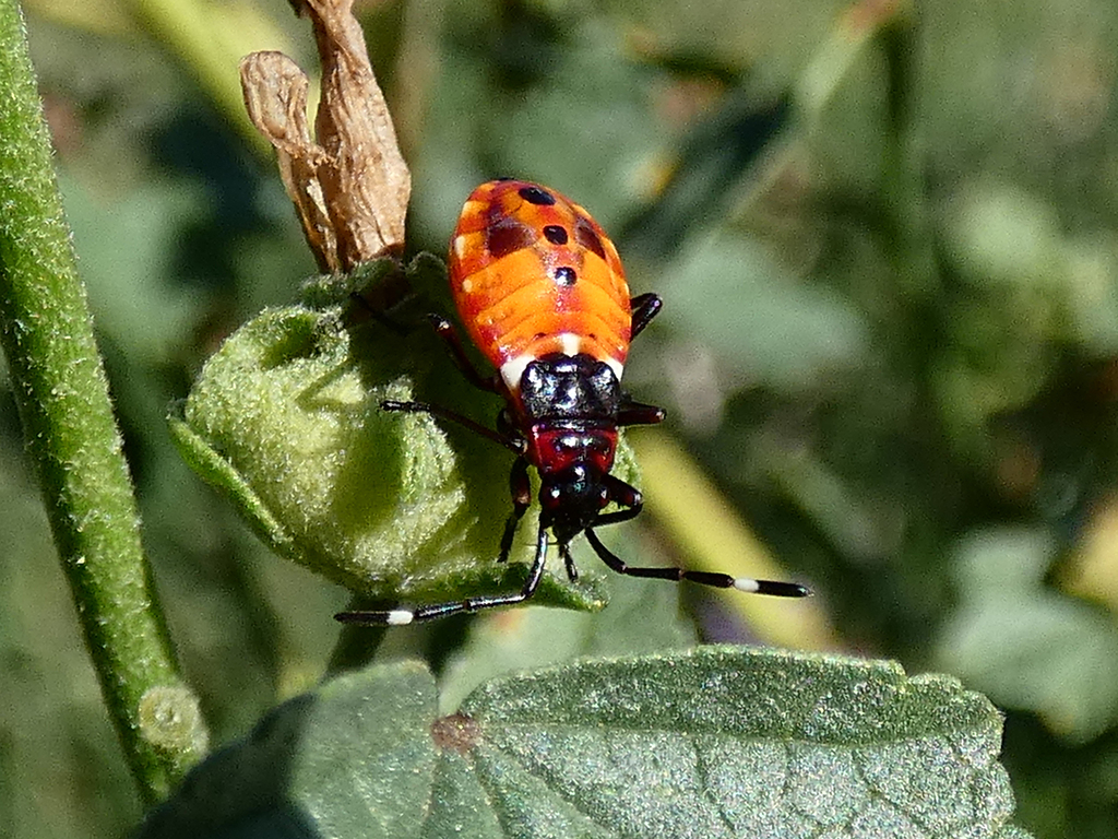 Harlequin Red Bug from Royal Park West, Parkville VIC, Australia on ...