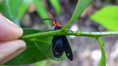 Ctenucha rubroscapus
