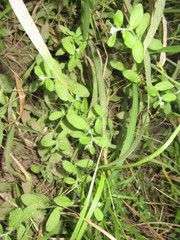 Lithospermum matamorense