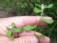 Lithospermum matamorense