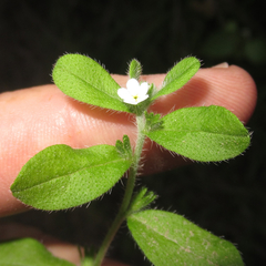 Lithospermum matamorense