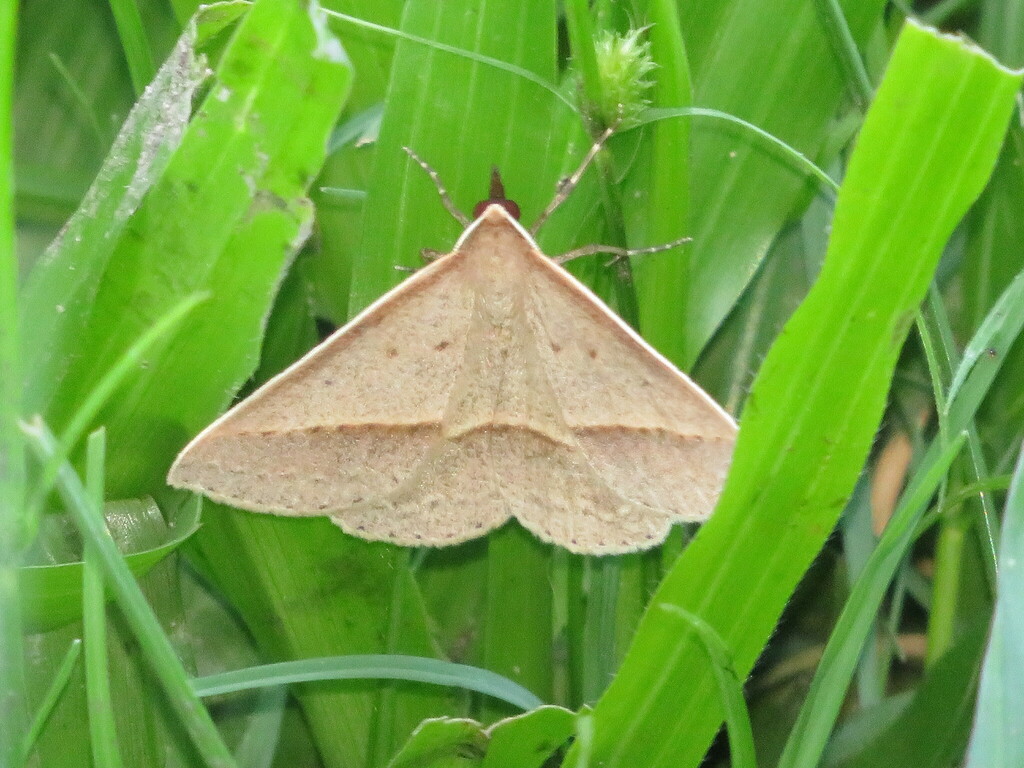 Neat epidesmia from Brisbane QLD, Australia on January 27, 2024 at 05