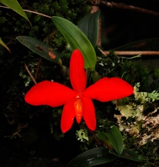 Cattleya mantiqueirae, photograph desertnaturalist, CC BY, iNaturalist via GBIF