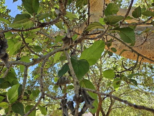 sycamore fig