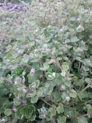 Veronica hederifolia-sublobata-triloba
