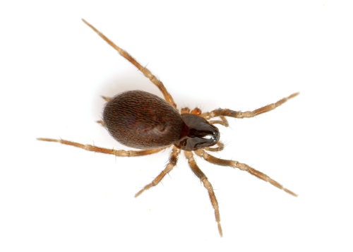 Hahnia ononidum