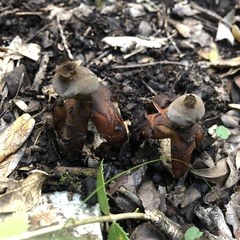Geastrum fornicatum