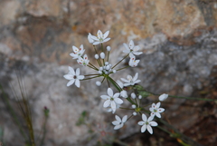Allium subhirsutum