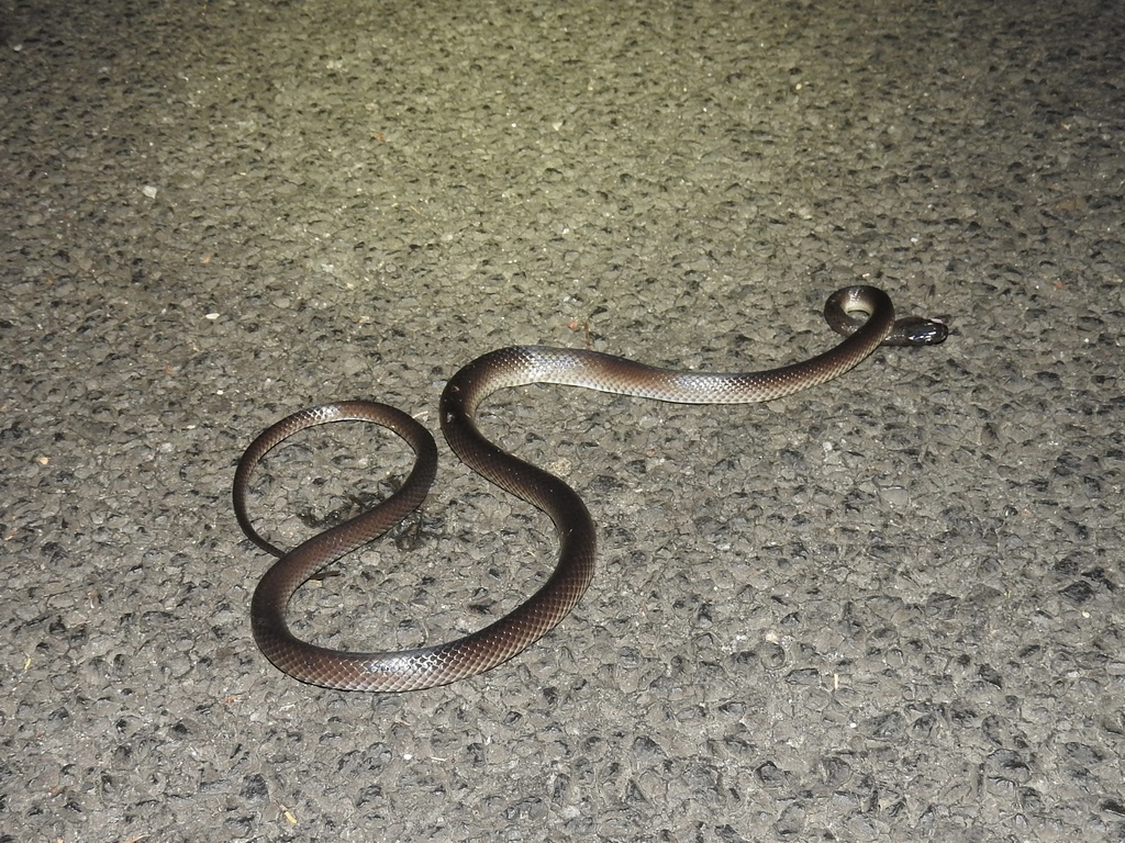 Slaty-grey snake from Wirramo St, Kuranda, QLD, AU on January 27, 2024 ...