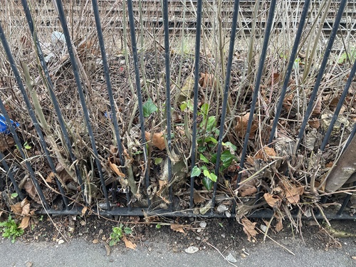 Hedera algeriensis