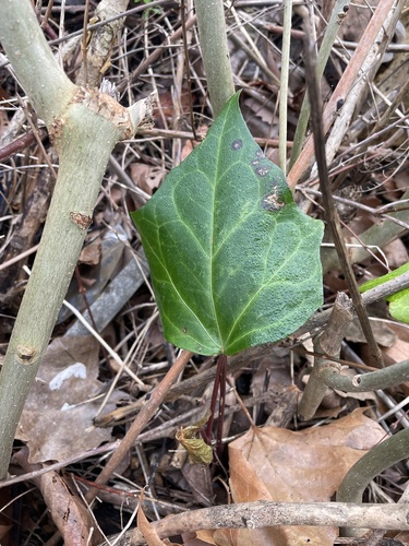 Hedera algeriensis