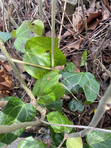 Hedera algeriensis