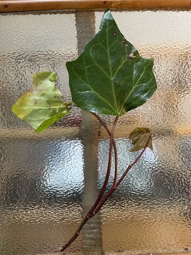 Hedera algeriensis