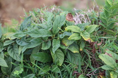Mitriostigma axillare