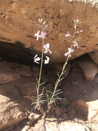 Boechera formosa