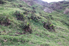 Berkheya erysithales