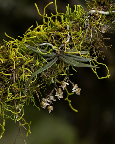 Plectorrhiza