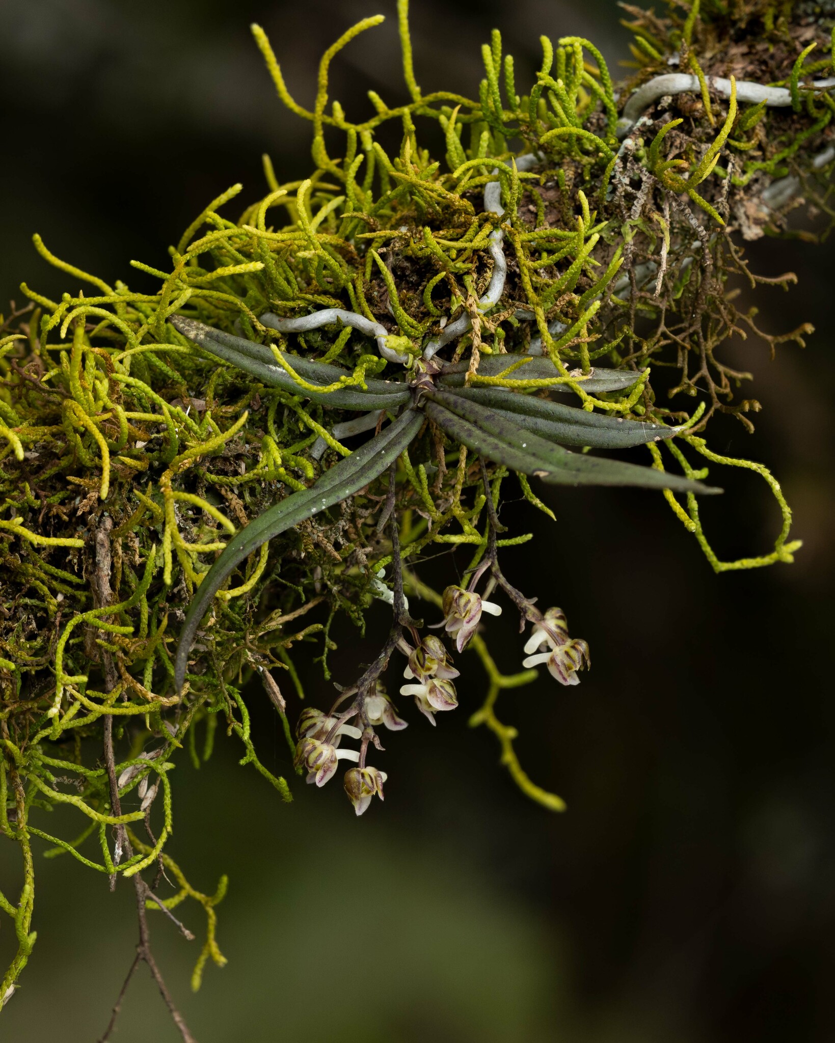 Plectorrhiza