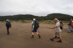 Ipomoea pes-caprae brasiliensis