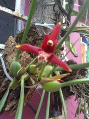 Maxillaria tenuifolia