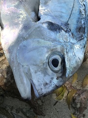 Alectis ciliaris
