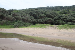 Ipomoea pes-caprae brasiliensis