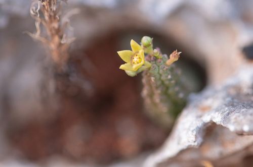 Ceropegia socotricola